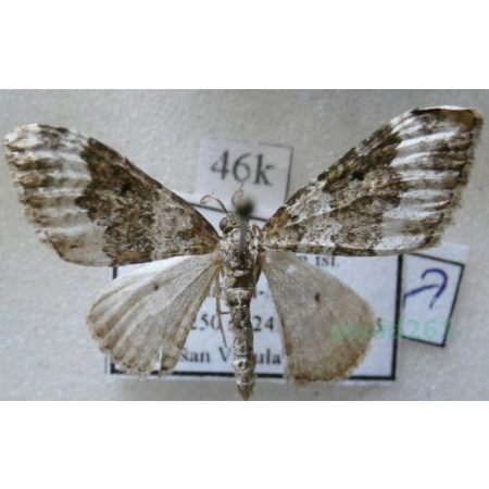 Xanthorhoe oxybiata (Millière, 1873) male Greece, Kreta46k